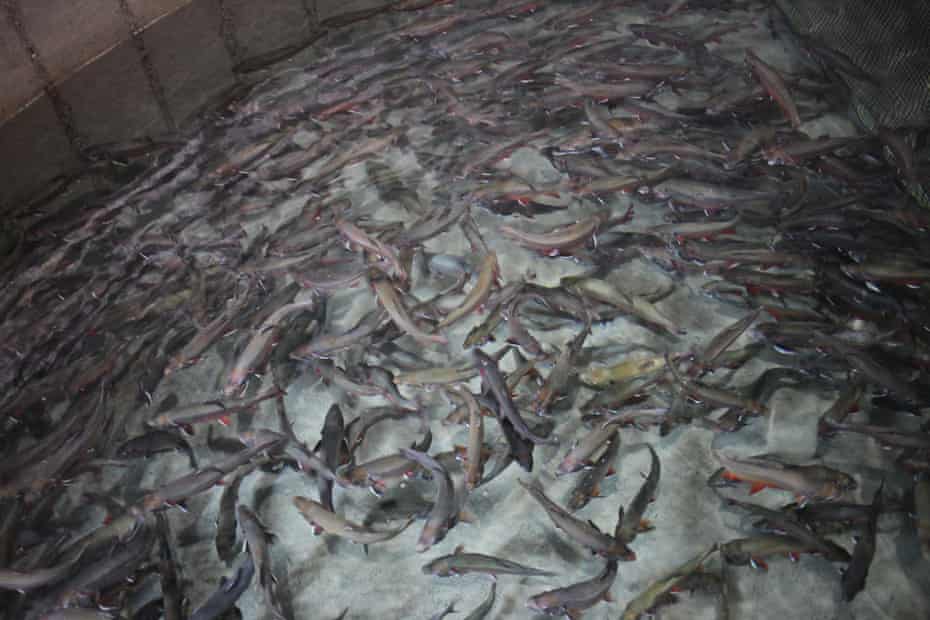 Fish in a tank at the hatchery.