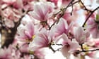 'Strange and delicious': a guide to pickling young petals | Alys Fowler