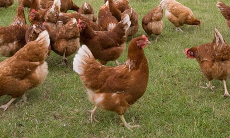 The stereotypical French hen