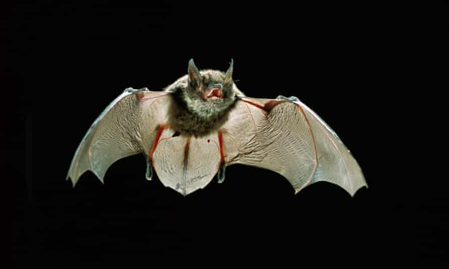 A young Yuma myotis bat flying at night in Rogue River-Siskiyou National Forest, Oregon.