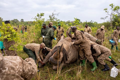 Guardas florestais preparam um rinoceronte para transporte do Santuário de Rinocerontes de Ziwa para o Parque Nacional do Vale de Kidepo, no nordeste de Uganda.