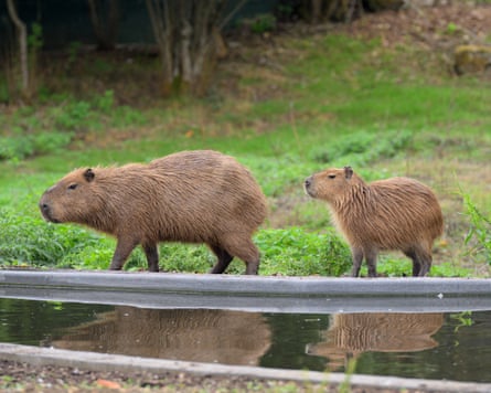 A large capybara is followed by a smaller one as they walk alongside water.