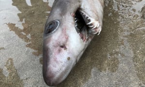 The dead crocodile shark was found on Hope Cove beach in south Devon.