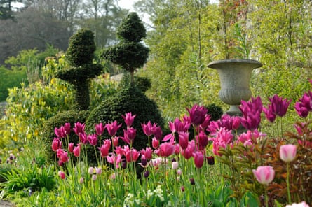 Topiary and spring bulbs (tulips) at Plas Cadnant
