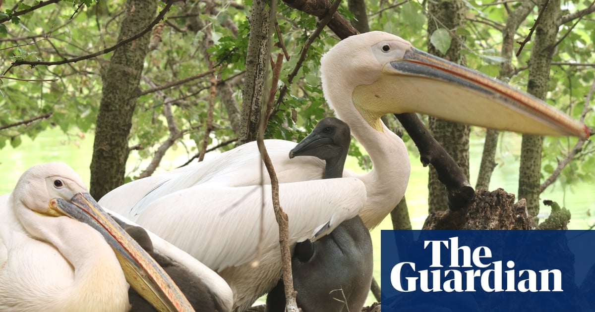 First pelicans in 360 years hatch in St James’s Park London