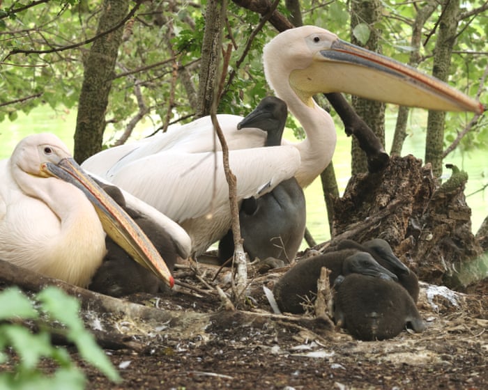 First pelicans in 360 years hatch in St James’s Park London