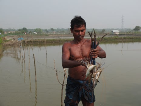 Shrimp farmer in Bangladesh