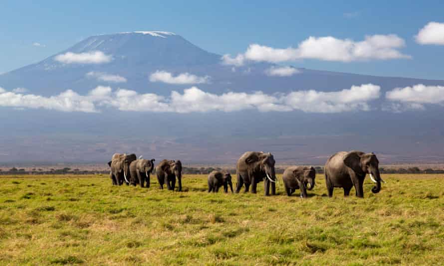 African elephant herd walking in Amboseli National Park