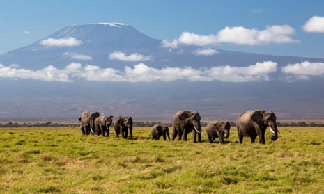 African elephant herd walking in Amboseli National Park