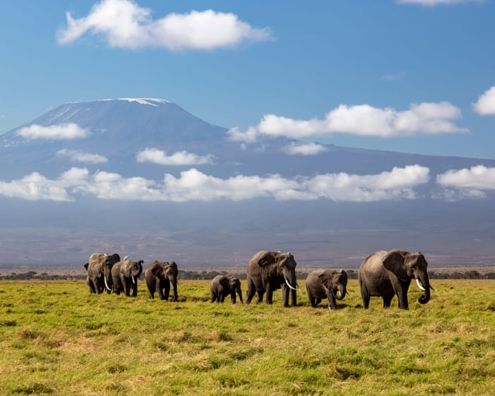 Kenya investigating unexpected deaths of 15 elephants in national park