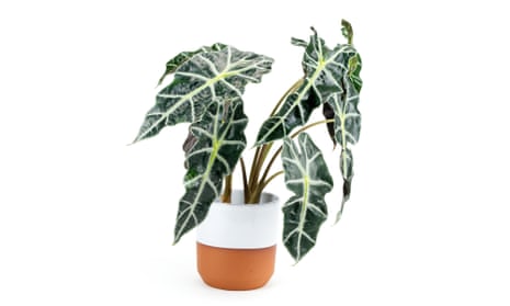 Alocasia x amazonica 'polly', African mask plant in a brown and white pot