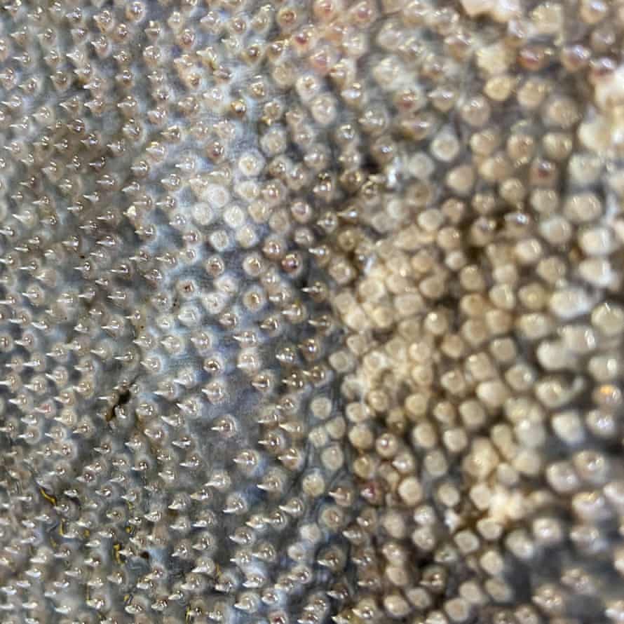 A close up of the shark's skin, showing denticles. These may improve hydrodynamic flow and reduce drag.