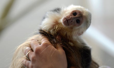 No More Monkey Business Why Primates Should Never Be Pets Pets The Guardian No More Monkey Business Why Primates Should Never Be Pets Pets The Guardian