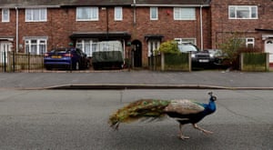 A peacock walks around a residential street in Knutton, Newcastle-under-Lyme, UK