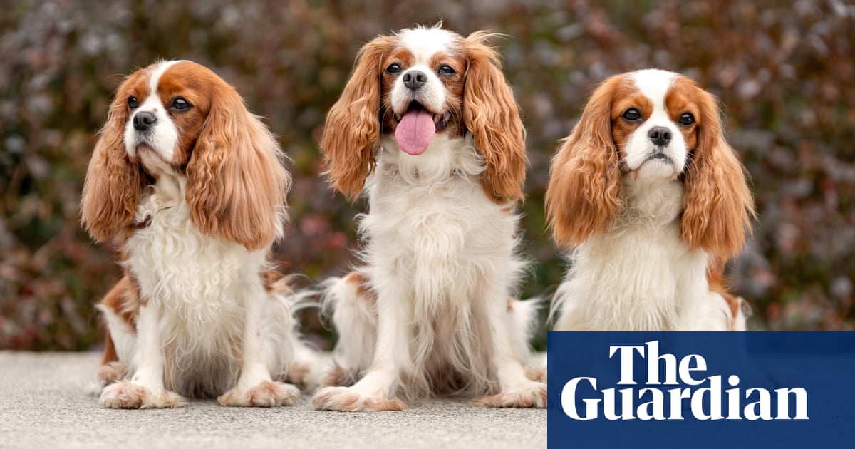 www.theguardian.com