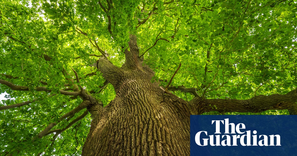 The Beatles to Virginia Woolf: UK tree of the year shortlist is rooted in culture