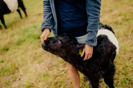 Fallick pets a belted Galloway calf in Nunwell home farm.