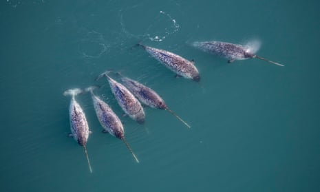Six narwhals swimming together, seen from above