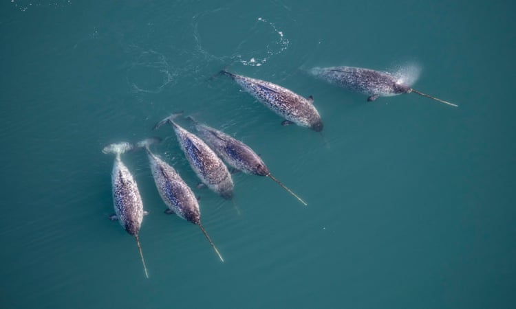 Without a hunting ban, there is high chance that narwhals will become extinct in Greenland by 2025