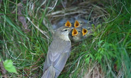 A family of willow warblers at a summer nest site in Scotland.