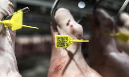 تغییرات فنی در صنعت خوک 70 میلیارد دلاری چین پس از دو سال پر آشوب رخ داد که در آن صنعت خوک کشور با شیوع آنفولانزای خوکی آفریقایی که 40 درصد از خوک های کشور را کشت ، نابود شد.