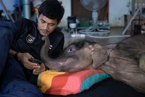 A wildlife officer plays music on his phone for baby elephant Khao Tom during her recovery at the rescue centre