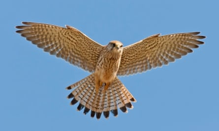 Kestrels are a common sight hovering close to hedgerows and pastures.