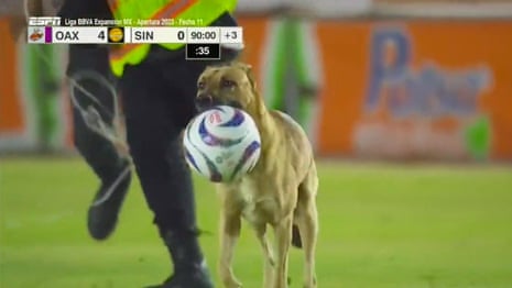 Mexican football match halted by pitch-invading dog that steals the ball – video