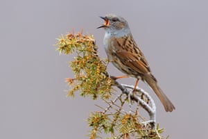 The amber-listed dunnock.