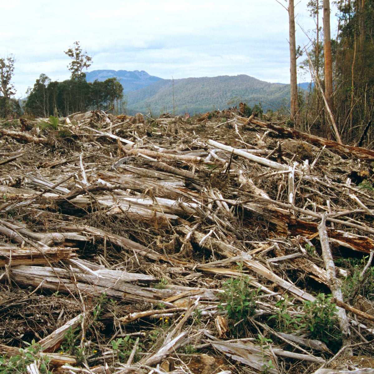Chic Logging Logging