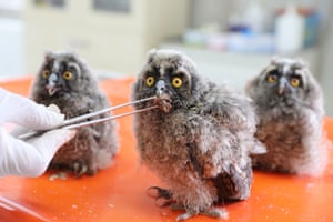 Diyarbakir, Turkey. Baby owls being fed by a keeper at Dicle Wildlife Rescue and Rehabilitation Centre