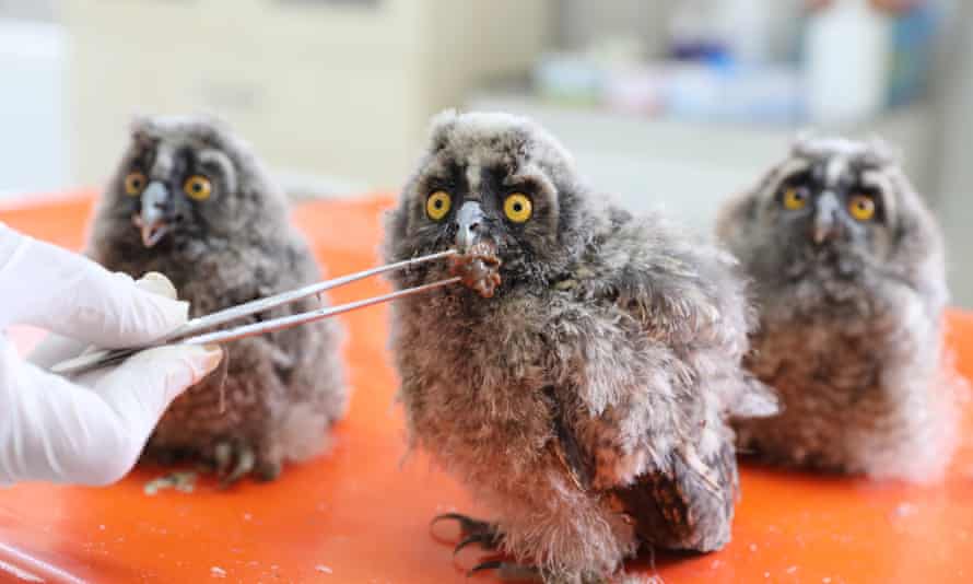 Baby owls being fed at Dicle Wildlife Rescue and Rehabilitation Centre in Diyarbakir, Turkiye.