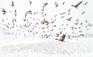 Birds category winner and overall winner: Winter Migration by Terje Kolaas, Norway (pink-footed geese)