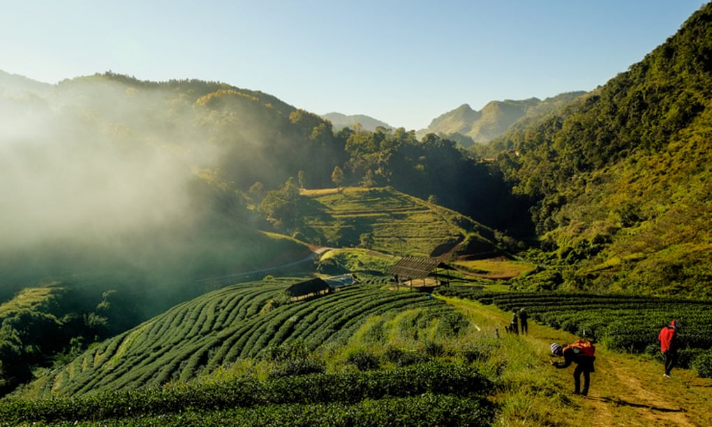 tea plantation terrace Thailand
