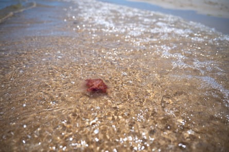 A jellyfish near the shore at Sandringham beach in Melbourne, Friday 23 January 2026.