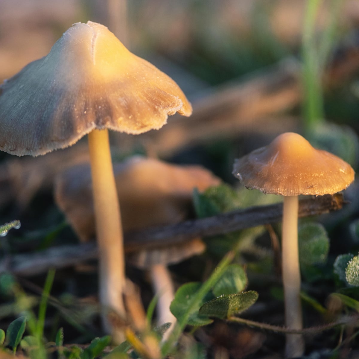 Psychedelic Magic Mushrooms - Canotta da donna Psychedelic Magic Mushrooms - Canotta da donna
