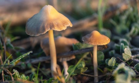 Magic mushrooms, Psilocybe semilanceata