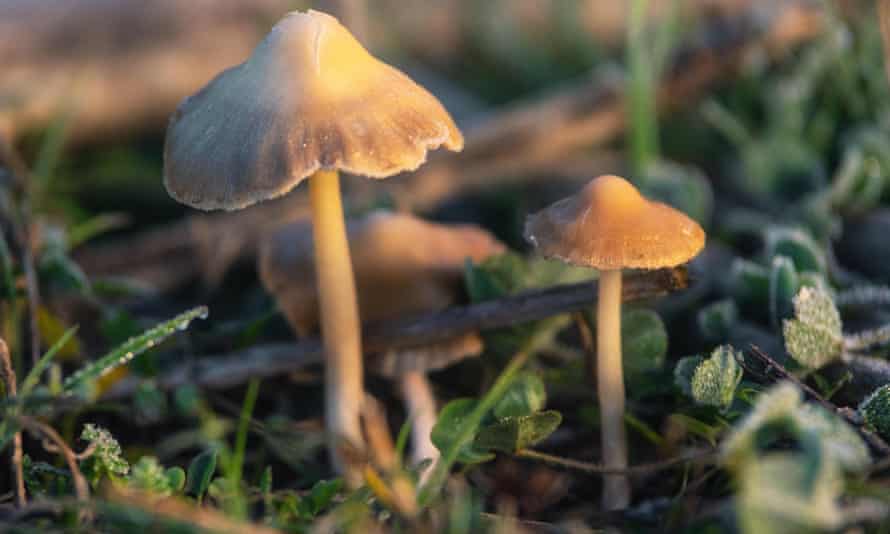 Magic mushrooms may help in the treatment of mental illness, the TGA says.