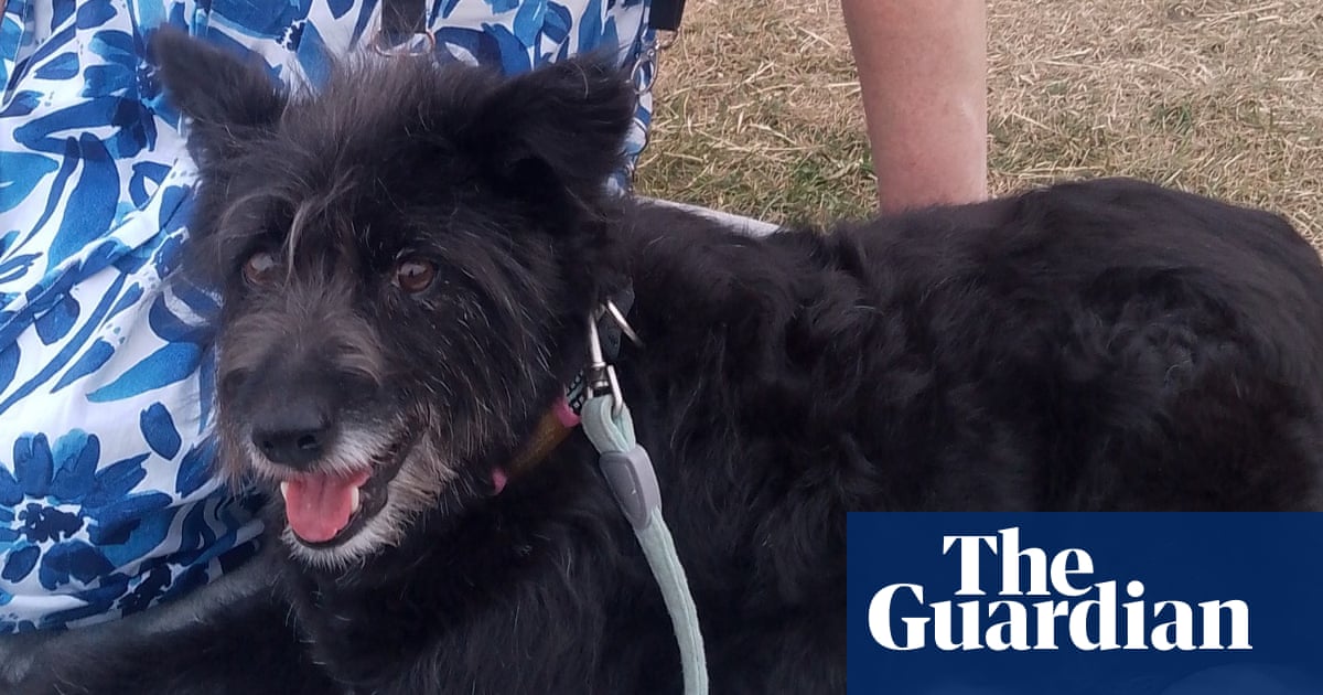 The pet I’ll never forget: Clement was hit by a car and left to die in a ditch – then found his beautiful purpose
