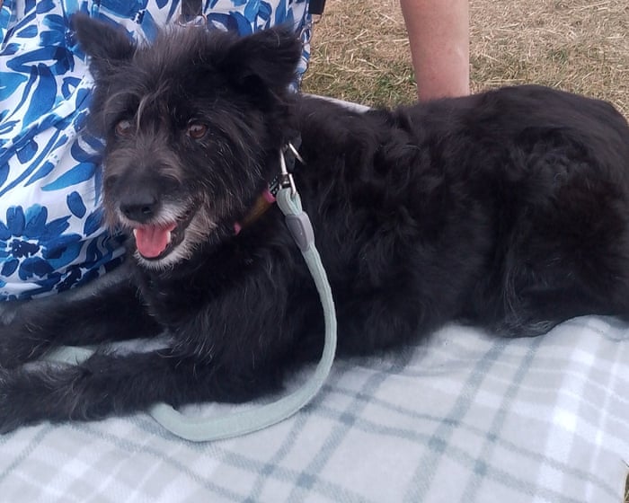Image accompanying the story: The pet I’ll never forget: Clement was hit by a car and left to die in a ditch