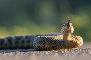 As the sun begins to set, a large Northern Pacific rattlesnake crosses a country road near Elkton in rural southwestern Oregon, US. These ambush predators often hunt at dusk, relying on heat-sensing pits to detect small mammals and birds. Their venom is highly toxic, designed to quickly immobilize prey, and while rarely fatal to humans, it can cause serious injury if untreated