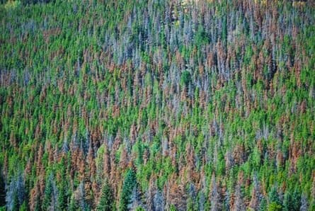 A portion of a White Bark Pine forest. The different colors show various levels of damage done to the trees by a combination of Mountain Pine beetles and climate change.