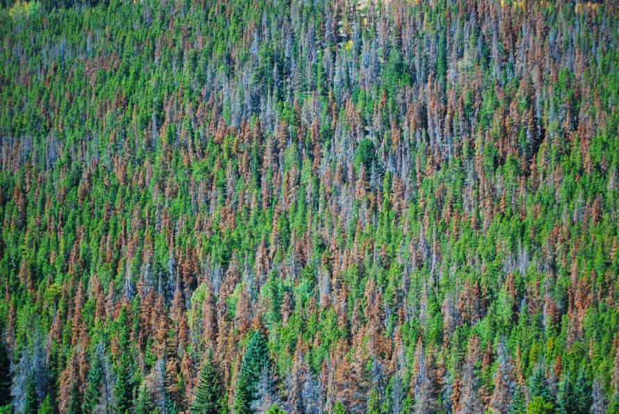 A portion of a White Bark Pine forest. The different colors show various levels of damage done to the trees by a combination of Mountain Pine beetles and climate change.