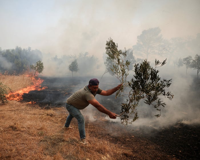 Price of olive oil expected to rise again as European crops feel the heat — image supplied by The Guardian World's feed