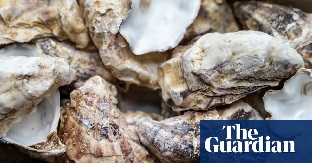 Get shucking: South Australians urged to eat oysters and donate shells for reef restoration project