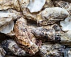 Get shucking: South Australians urged to eat oysters and donate shells for reef restoration project