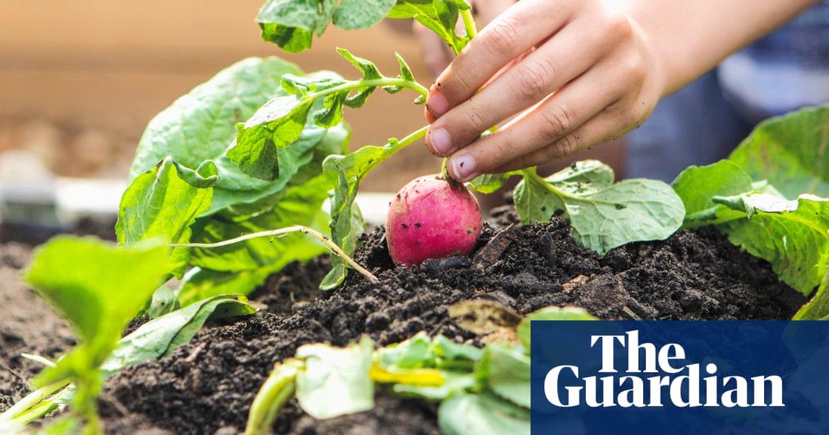 Produce in home gardens near PFAS plant in US contain dangerous levels of chemicals | North Carolina Produce in home gardens near PFAS plant in US contain dangerous levels of chemicals | North Carolina