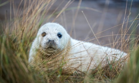 A grey seal pup in grass at Donna Nook nature reserve in Grimsby.