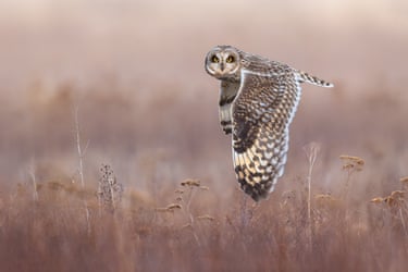 A short-eared owl in flight looking directly at the camera