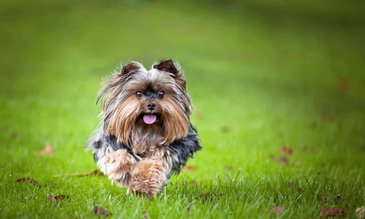 New York animal control officer arrested in yorkie dognap plot (theguardian.com)
